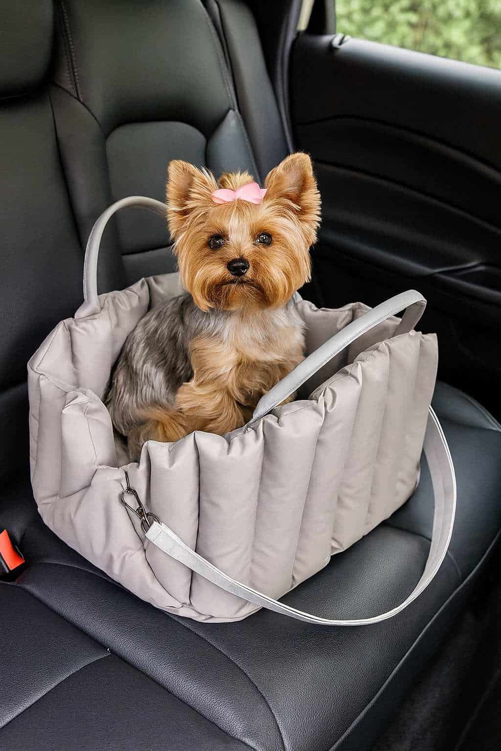 yorkie_carrier_yorkies gram yorkie_carrier_yorkies gram