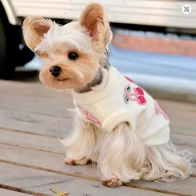 teacup yorkie yorkies gram