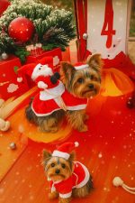 Riding Santa Yorkie Costume 1