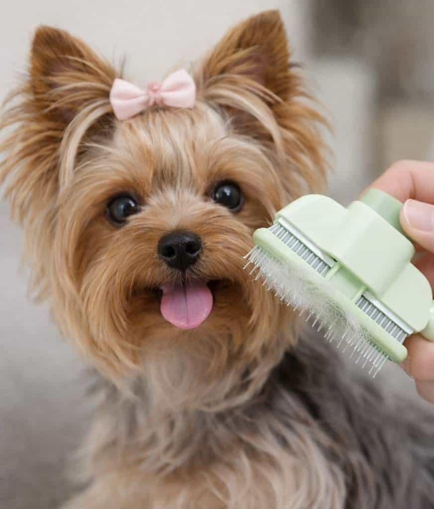 yorkie_brushing_yorkie sleek brush Yorkie Sleek Brush - Image 1