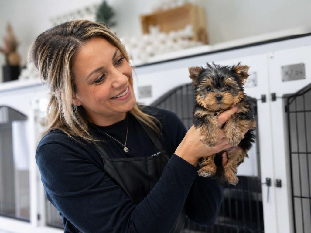 Yorkie Breeders in Florida yorkies gram