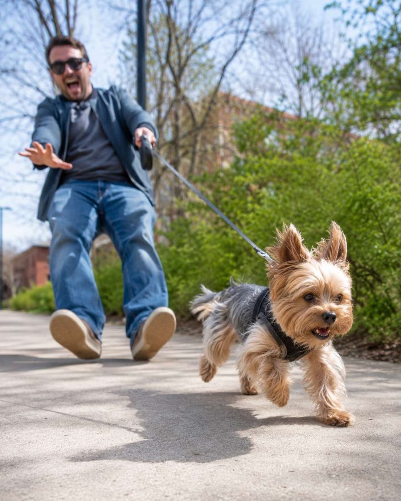 Best Harness for a Yorkie That Pulls