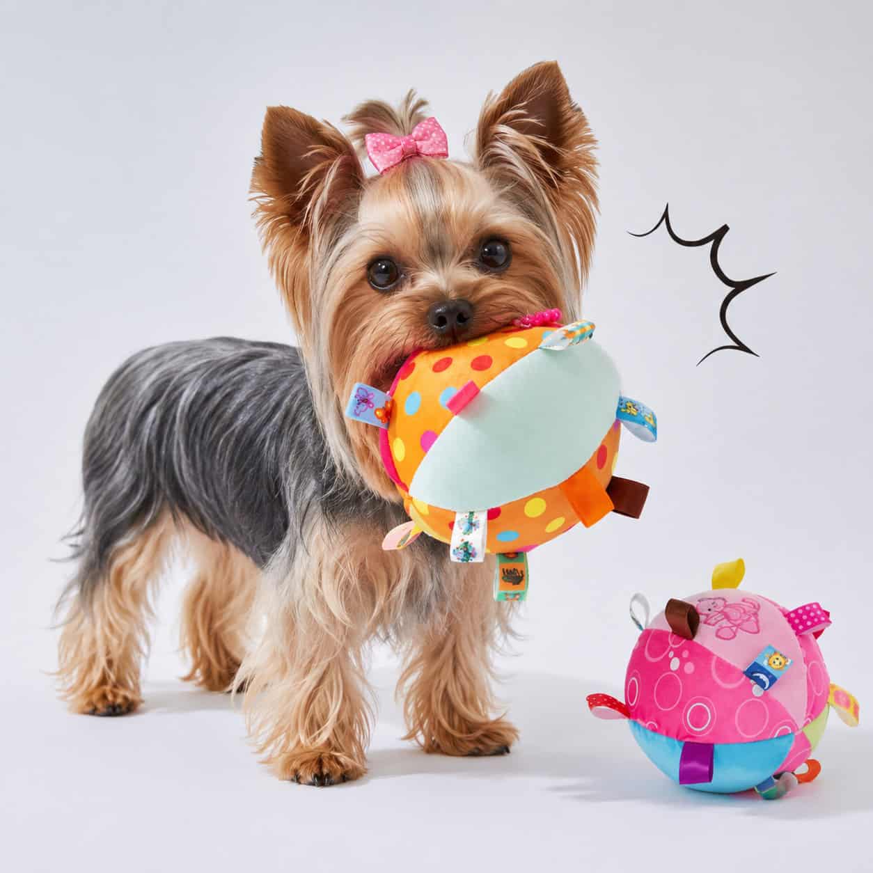 yorkies-gram-toy yorkies-gram-toy