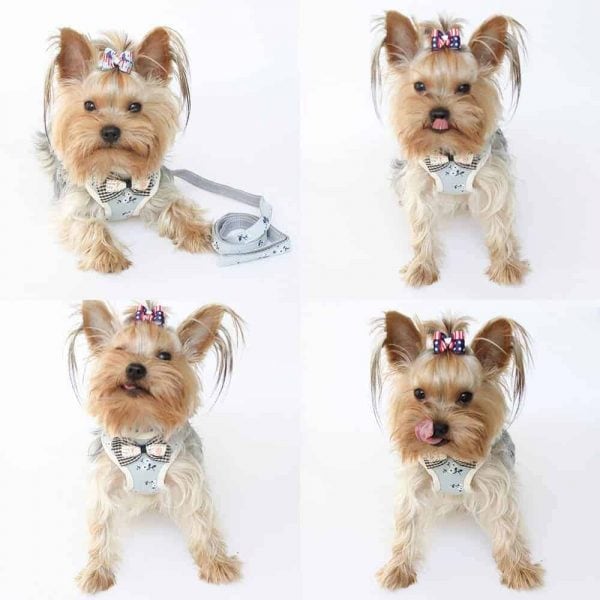 Best Harness for a Yorkie That Pulls
