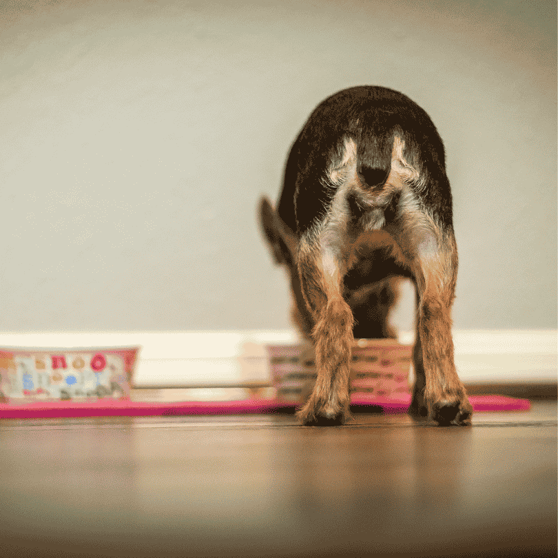 How Much Should A Yorkie Eat Per Day