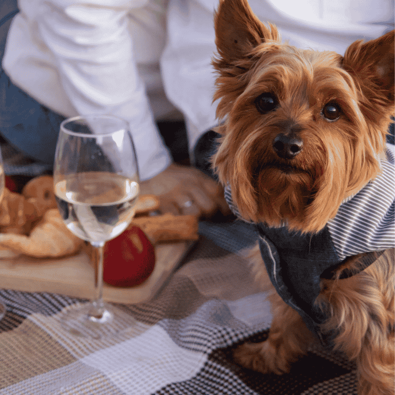 How Much Should A Yorkie Eat Per Day yorkies gram