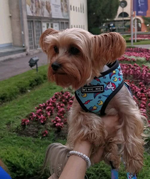 lea and loki yorkies gram