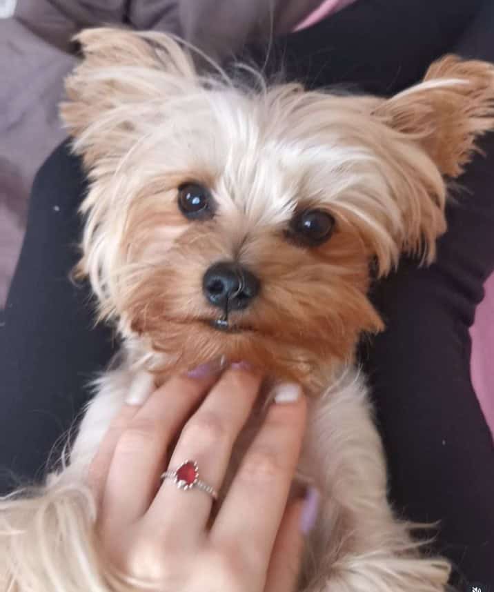lea and loki yorkies gram