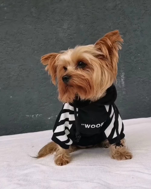 lea and loki yorkies gram