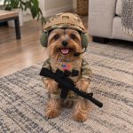 Yorkie Soldier Costume
