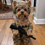 Yorkie Soldier Costume - Image 4
