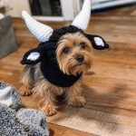 Cow Yorkie Halloween Hat - Image 2