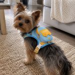 Yorkie School Backpack