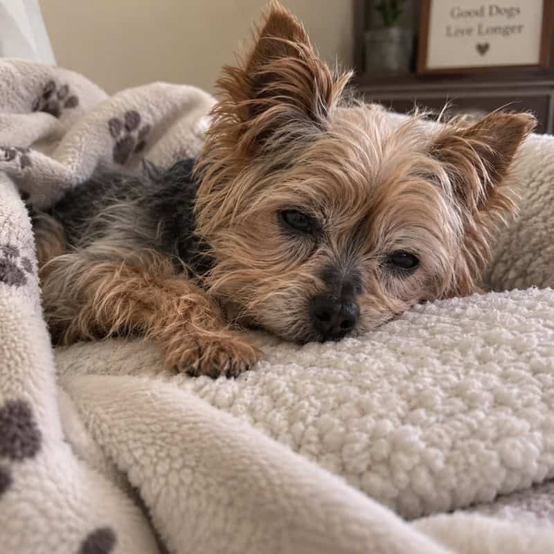 older yorkie health problems