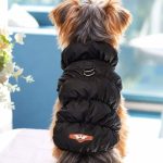 Yorkshire Terrier wearing a black winter puffer jacket