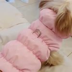 Yorkshire Terrier in a pink winter puffer jacket - close-up
