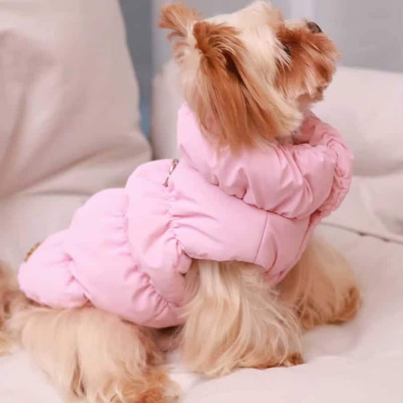 yorkie-winter-puffer-jacket-pink-2-800 Yorkshire Terrier in a pink winter puffer jacket - full body