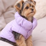Yorkshire Terrier wearing a purple winter puffer jacket