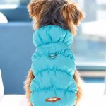 Yorkshire Terrier wearing a turquoise winter puffer jacket