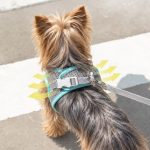 Breathable Mesh Yorkie Harness