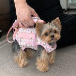 Hands-Free Shoulder Yorkie Carrier