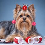 Pretty Little Yorkie Bows - 20pcs