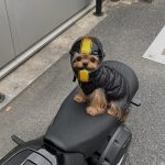 Small Dog Motorcycle Helmet