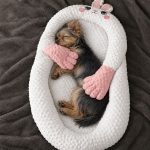 Yorkie sleeping in the pink bunny patting bed, hugged by its plush arms
