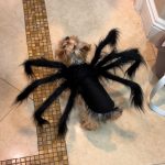 Spider Halloween Yorkie Costume