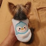 Teacup Yorkie Sweater