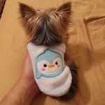 Teacup Yorkie Sweater
