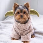Yoda ZOO Yorkie Hat