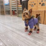 swoosh dog shoes for walking