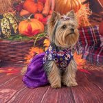 Yorkie Halloween Costume Dress