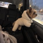 Yorkie in the winter snowsuit looking out of a car window