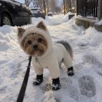 Yorkie in the winter snowsuit on a snowy sidewalk walk