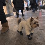 Yorkie walking on a leash in the winter snowsuit in the city