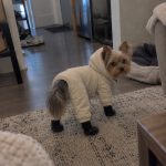 Yorkie wearing the winter snowsuit with boots at home